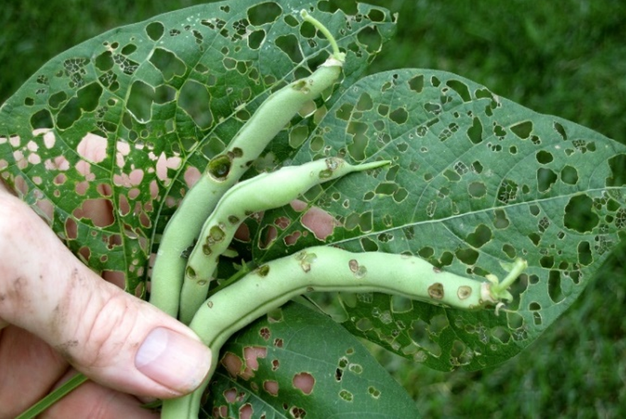 Scout for Bean Leaf Beetles in Soybeans and Dry Beans NDSU Agriculture